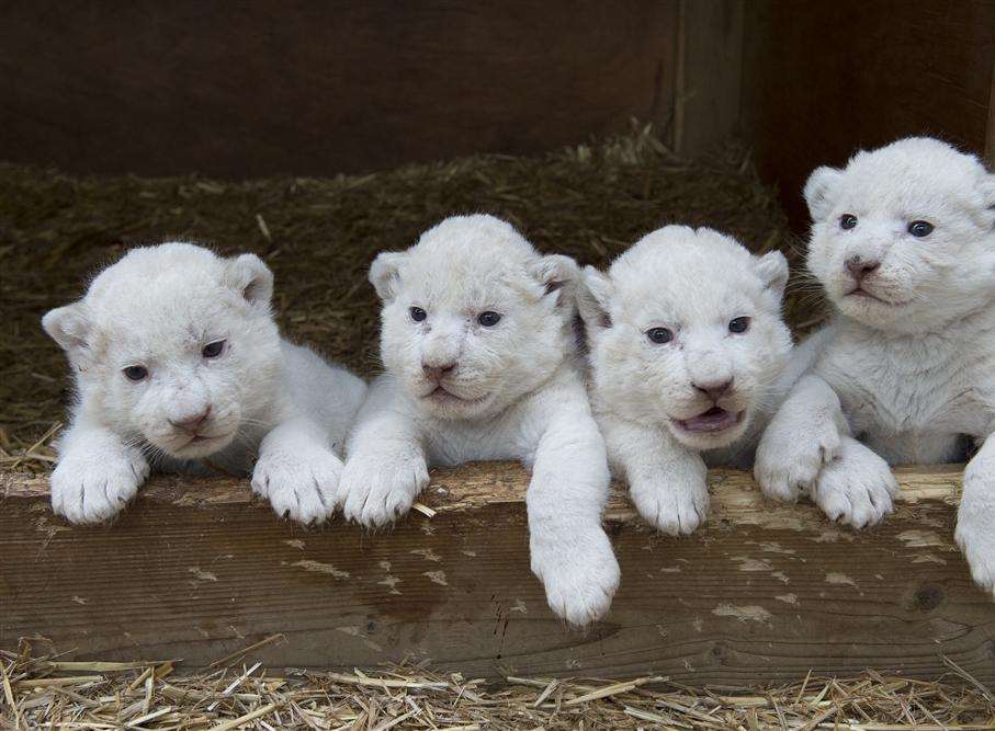 White lion clubs born to Themba and Joy at Wildlife Heritage Foundation ...