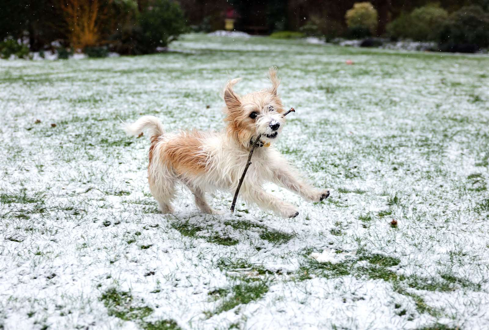 Dilyn in the snow (Pippa Fowles/No 10 Downing Street/PA)