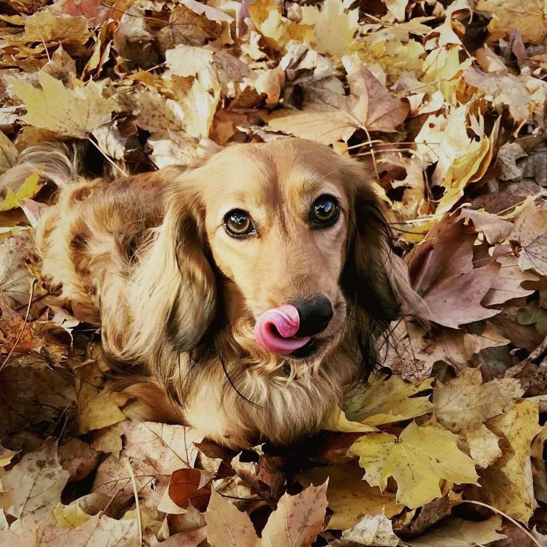 A dog playing in leaves. Picture: tails.com