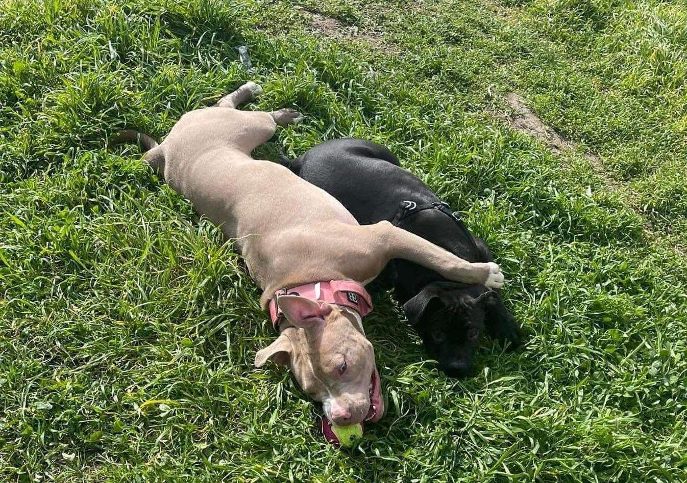 The American XL Bully lives with two other dogs at the family home in Margate. Picture: Emily Panther