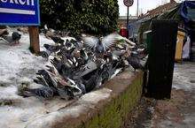 Birds feeding at Gillingham Market by Mick Buston