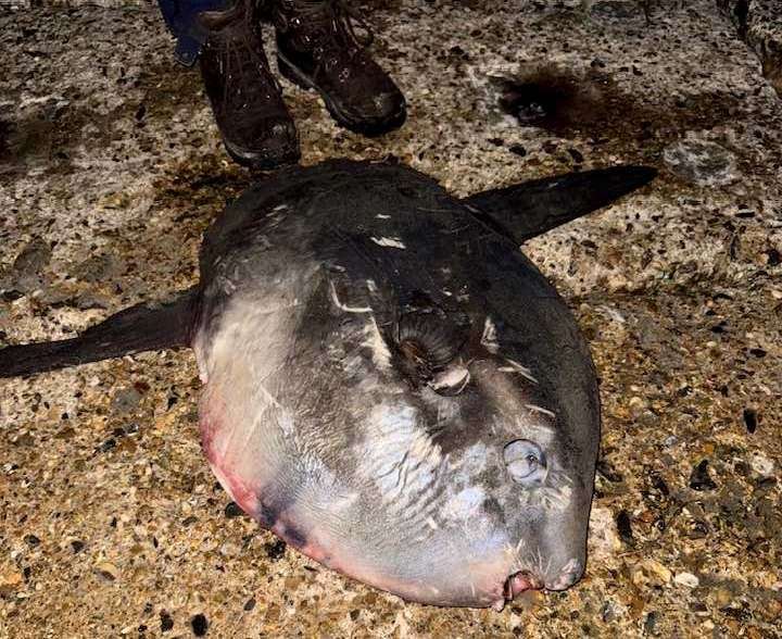 The ocean sunfish was washed up on the beach. Picture: Belinda Stuart-Moonlight