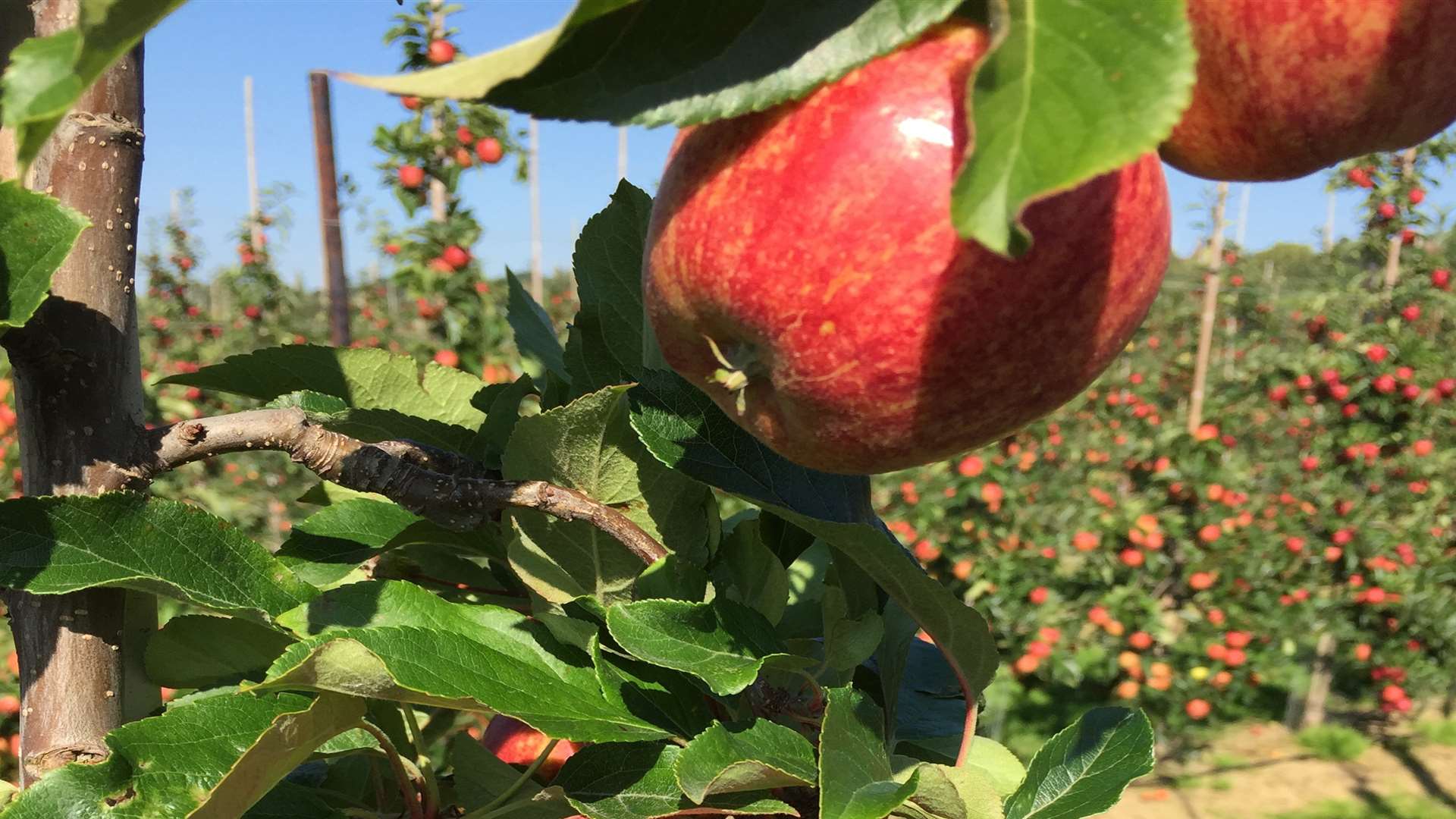 The apple picking season is in full swing and everything is ripe for a good harvest this year.