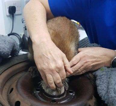 One of the vets from Broadway Vets in Herne Bay in the process of getting the Fifi the fox cub un stuck from the wheel. Picture: Vivien Smith