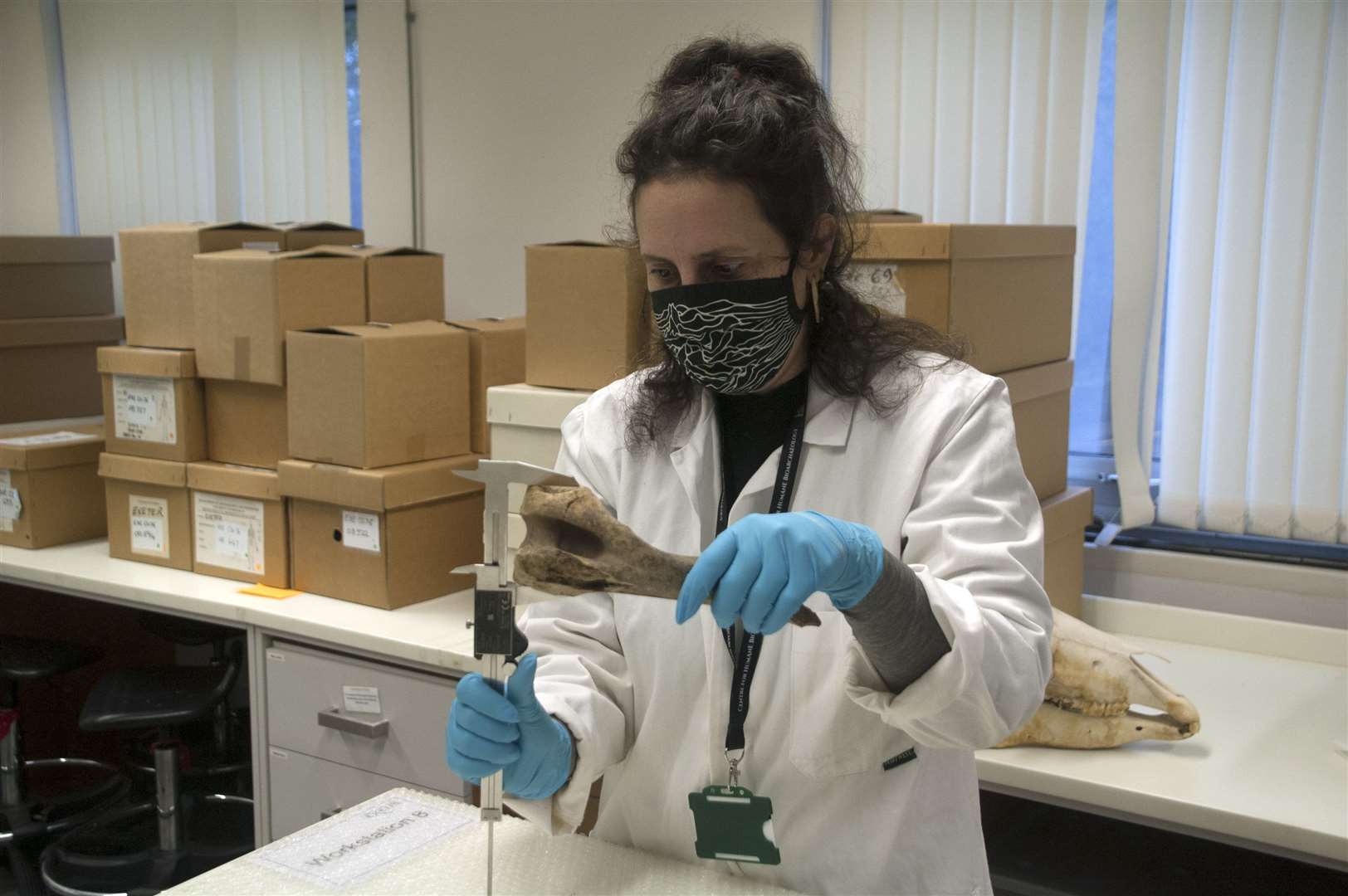 Dr Katherine Kanne from the University of Exeter measuring horse bones found in Goltho, Lincolnshire (University of Exeter/PA)