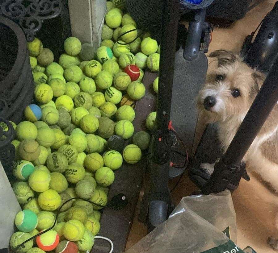 Buddy the long-haired Jack Russell from Rochester is obsessed with collecting tennis balls. Picture: Shauneen Fowler