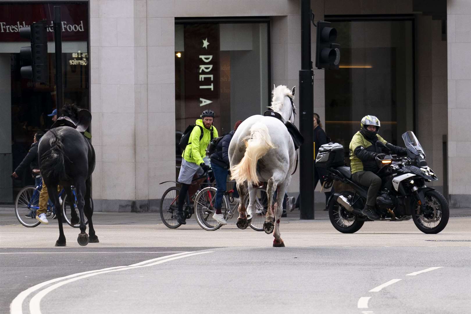 Two Military Horses That Bolted Through London ‘in Full-time Vet Care’