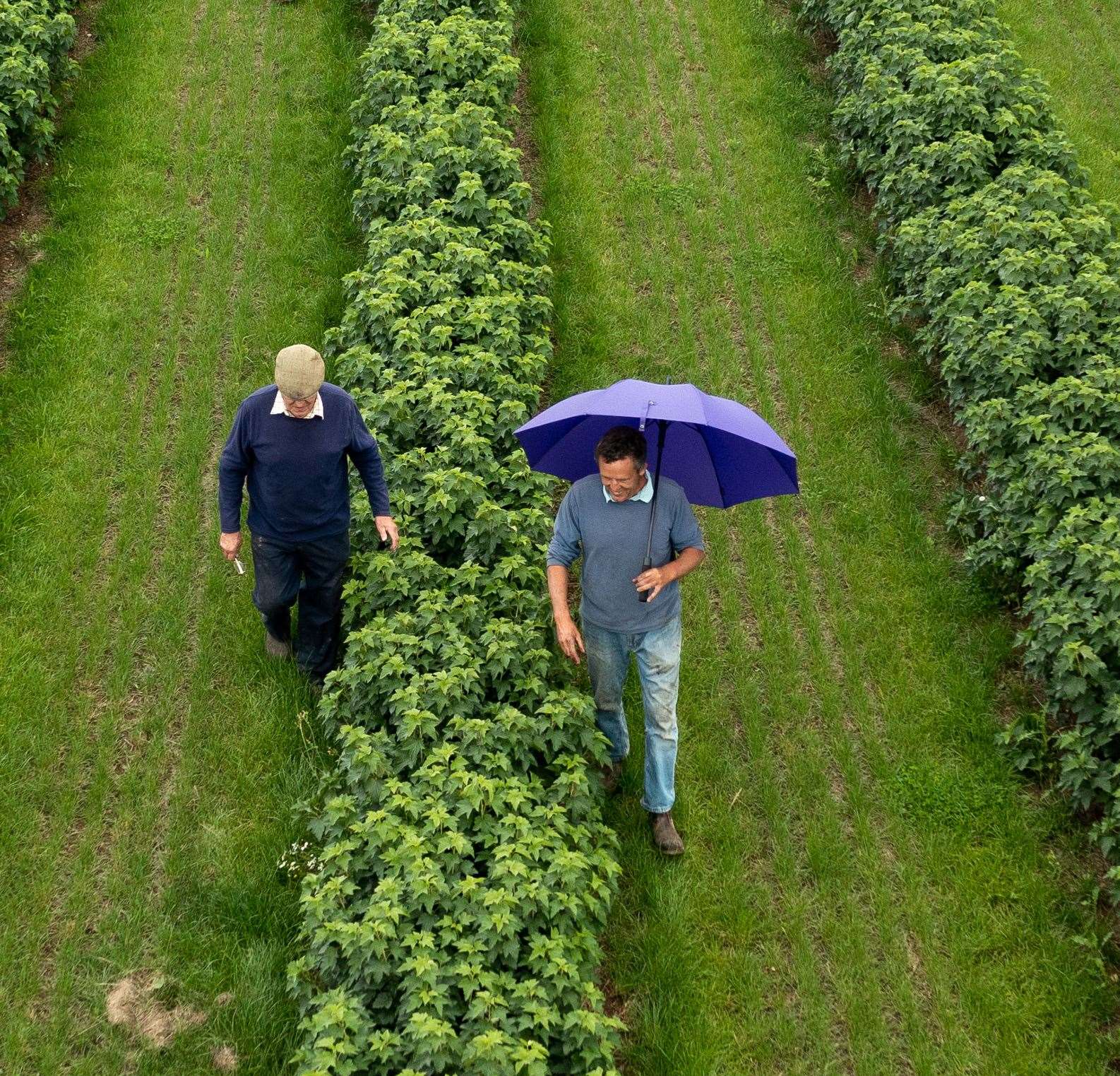 Nick and Ian Overy of Nursery Farm in Matfield, Kent, as they begin the harvesting of Ribena's blackcurrants at their farm for 2021. Picture supplied by Good Relations