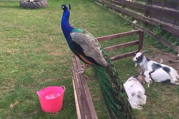 Percy the Peacock in his home at the Shirlaw Sanctuary