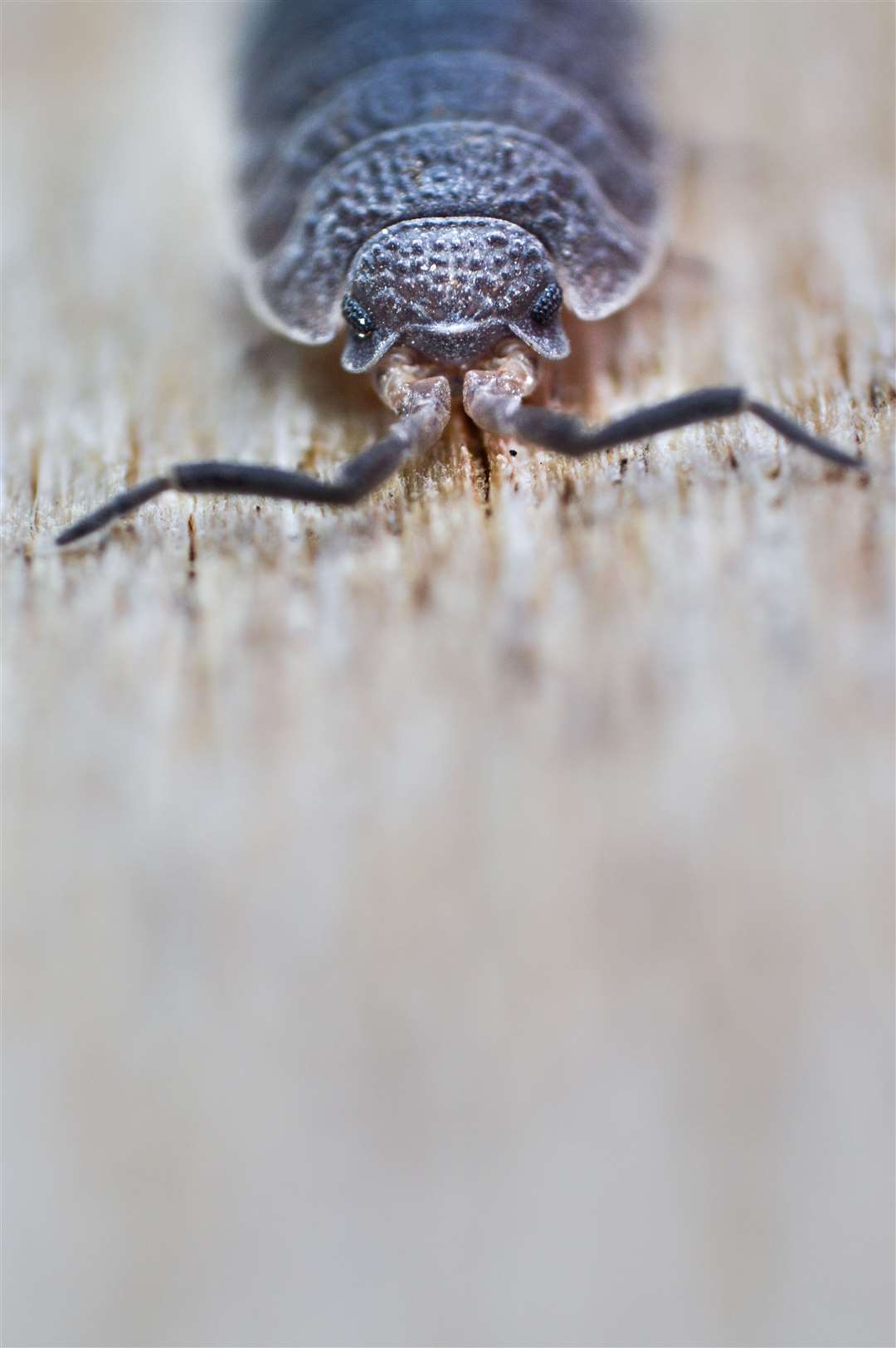 A wood louse taken by Sam Hancock Smith, aged 13, which was runner-up in the small world category (Sam Hancock Smith/RSPCA/PA)