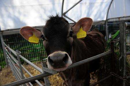 Rare Breeds Centre celebrates its 20th anniversary in 2012