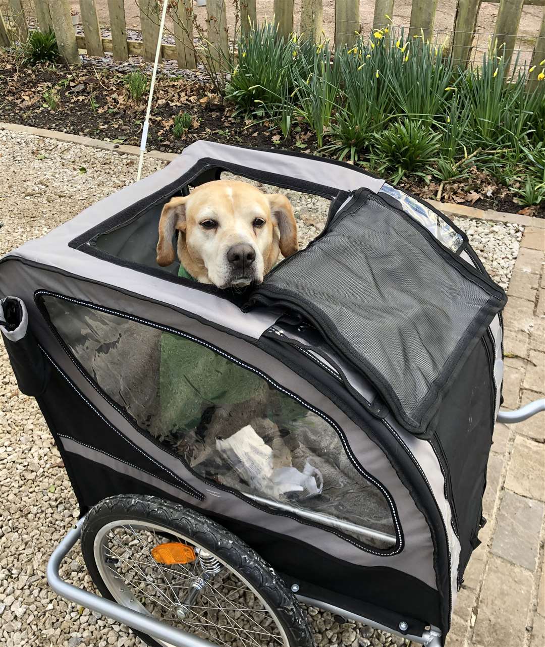 Nelson will sit in a carriage attached to the back of the bike