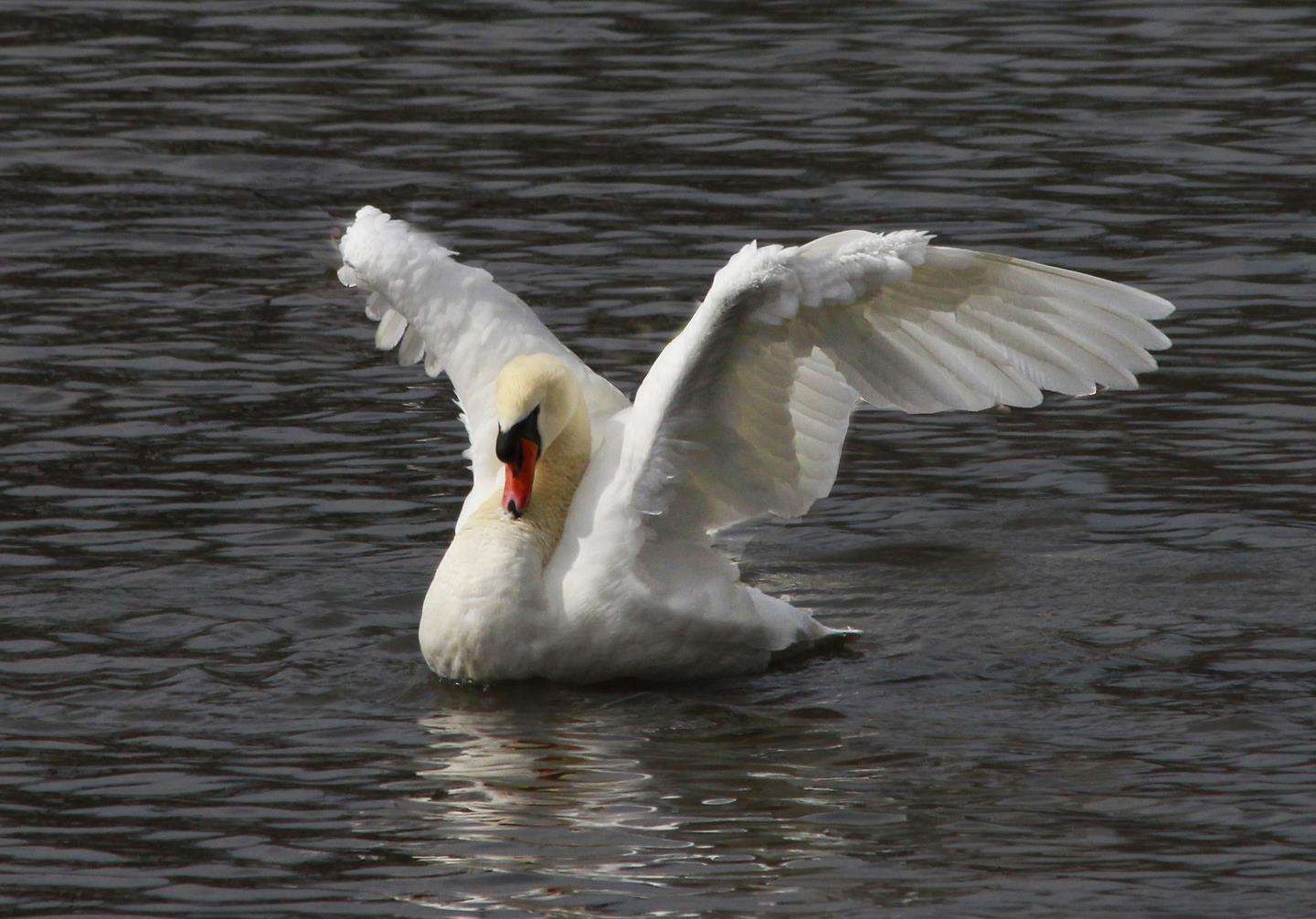 The cygnets were thought to have been the offspring of the same pair of swans. Library image.