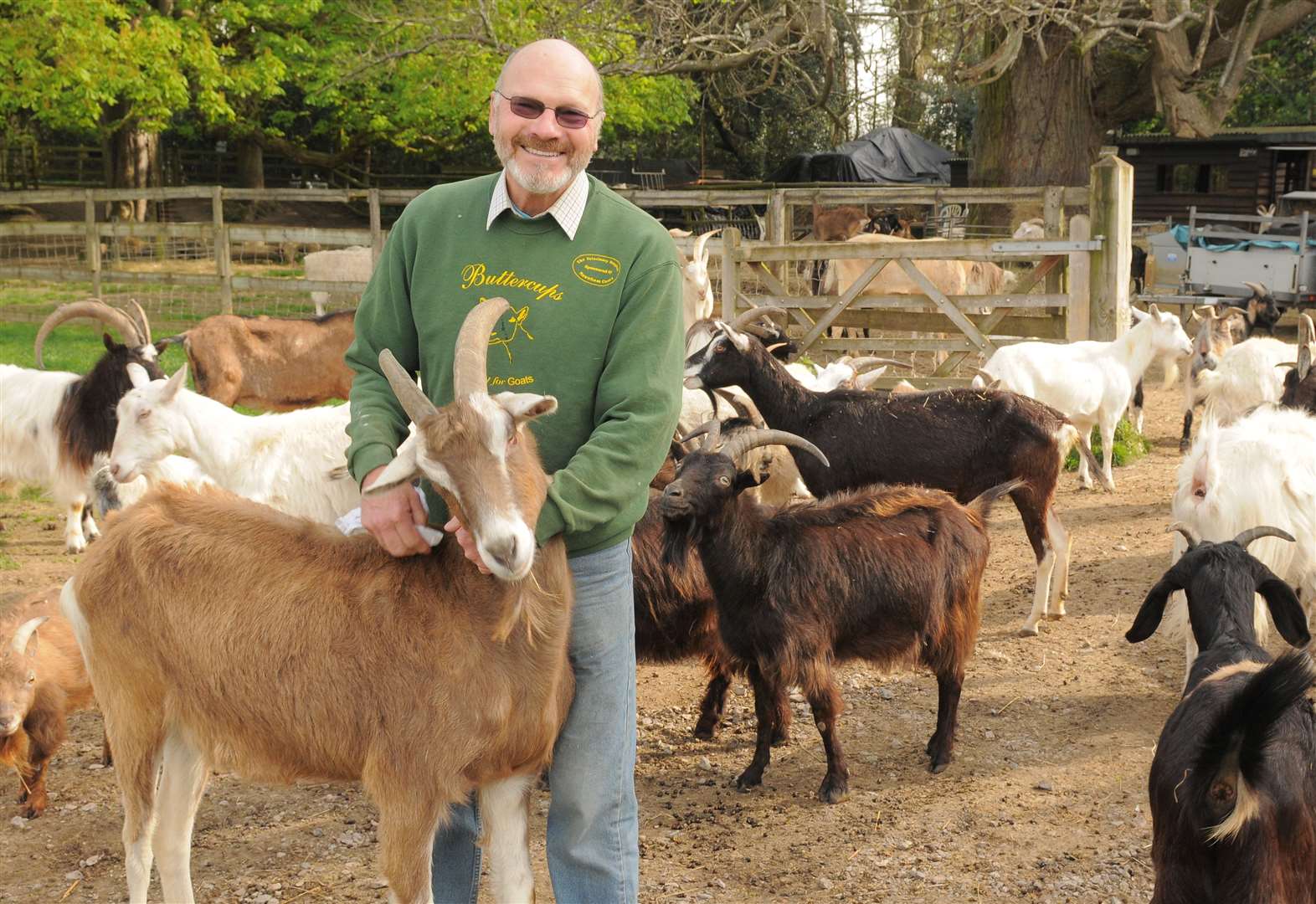 Animals Could Be Put Down At Buttercups Sanctuary For Goats In Boughton 