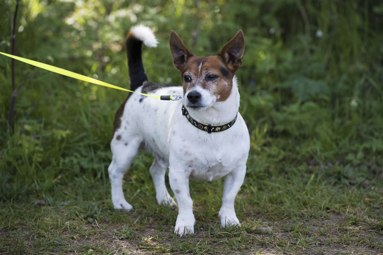 PCSO Julia James’s Jack Russell dog Toby was found at the scene (Kirsty O’Connor/PA)