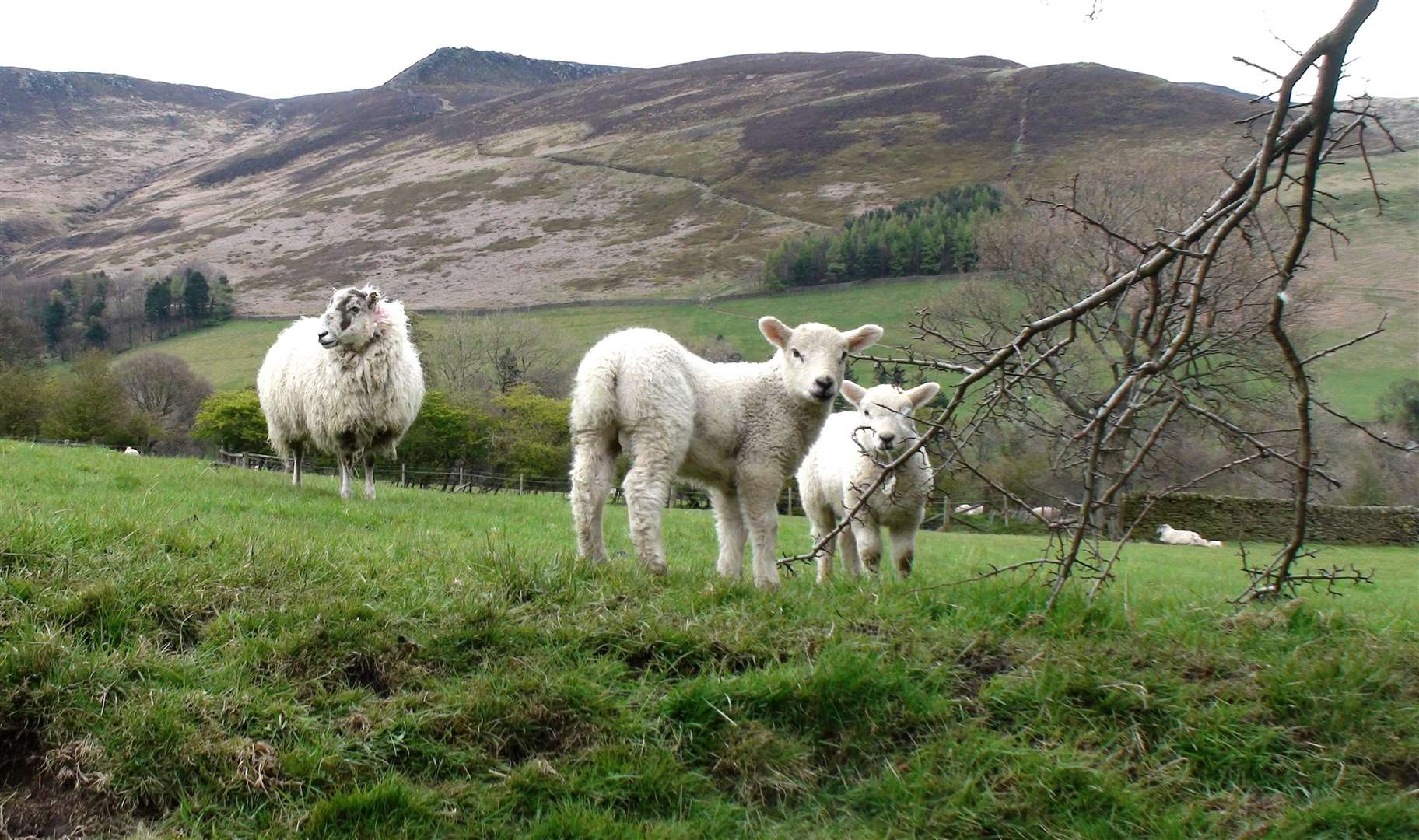 Sheep in the Peak District, where the average house price is £375,000, according to the Nationwide Building Society (Dave Higgens/PA)