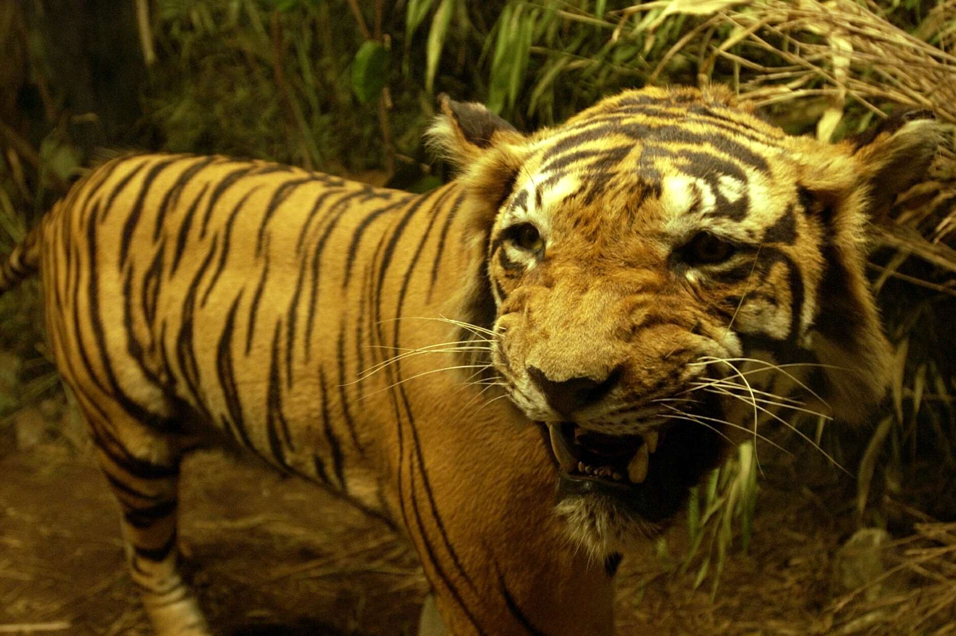 Sleep under the watchful eye of one of the 500 African animals during the Powell-Cotton Museum's sleepover. Picture: Paul Dennis