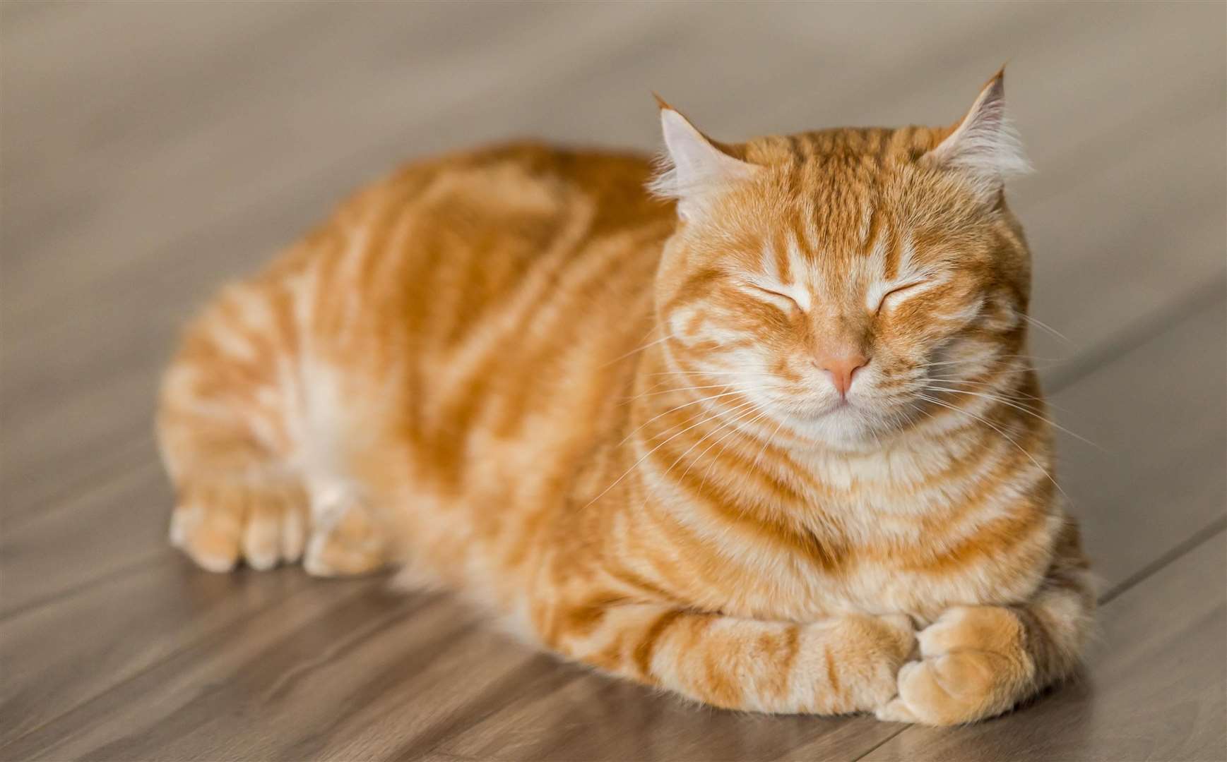 Cats could be banned from the 68-home Cliffe Woods development. Picture: Micheal Sum, unsplash