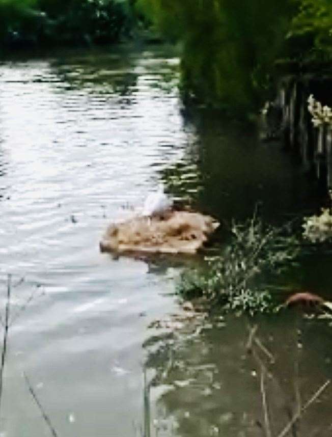 Swan using the installed nest. Picture: Adele Stearns