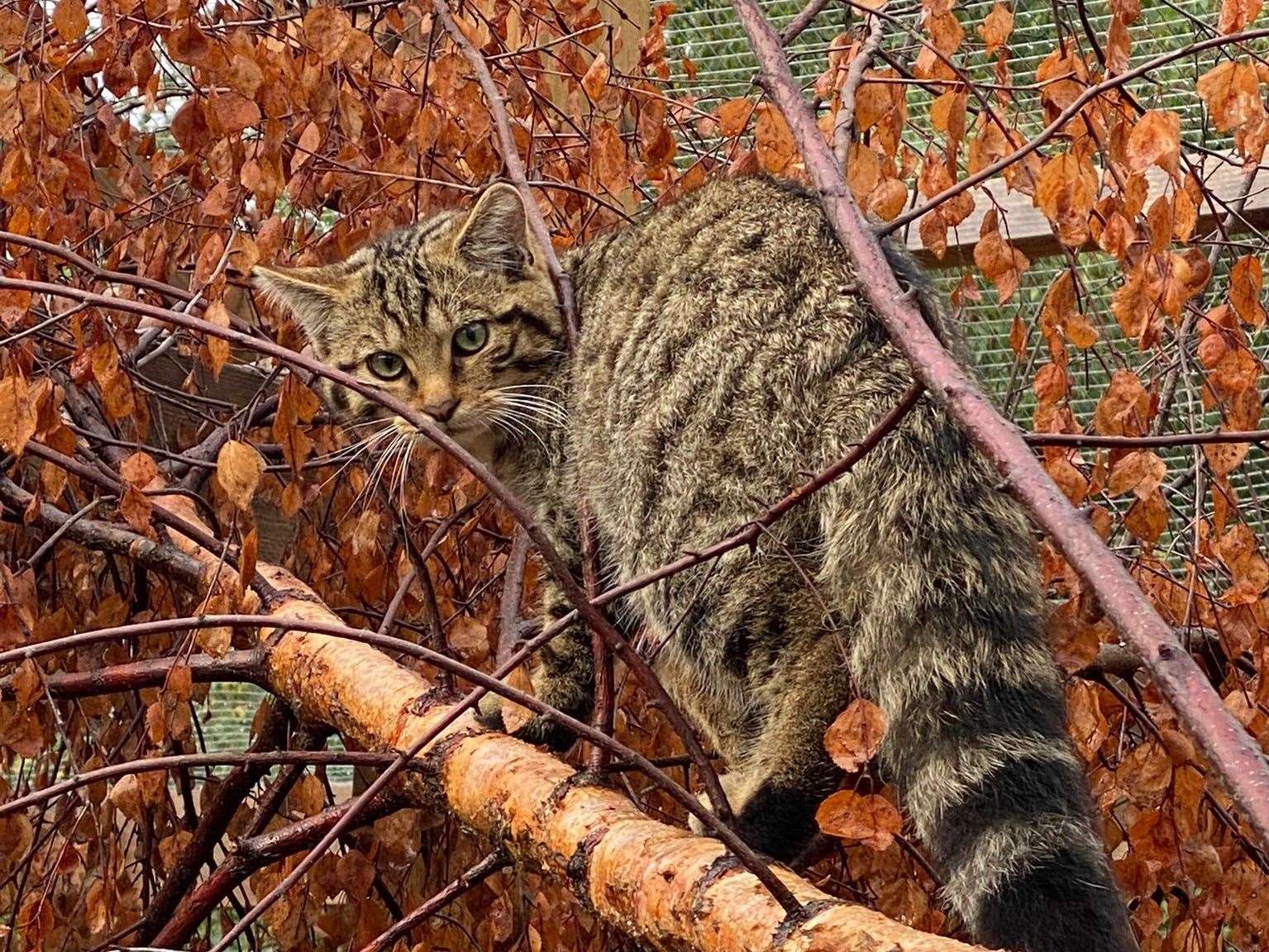 The kittens are monitored on remote cameras (RZSS/Saving Wildcats/PA)