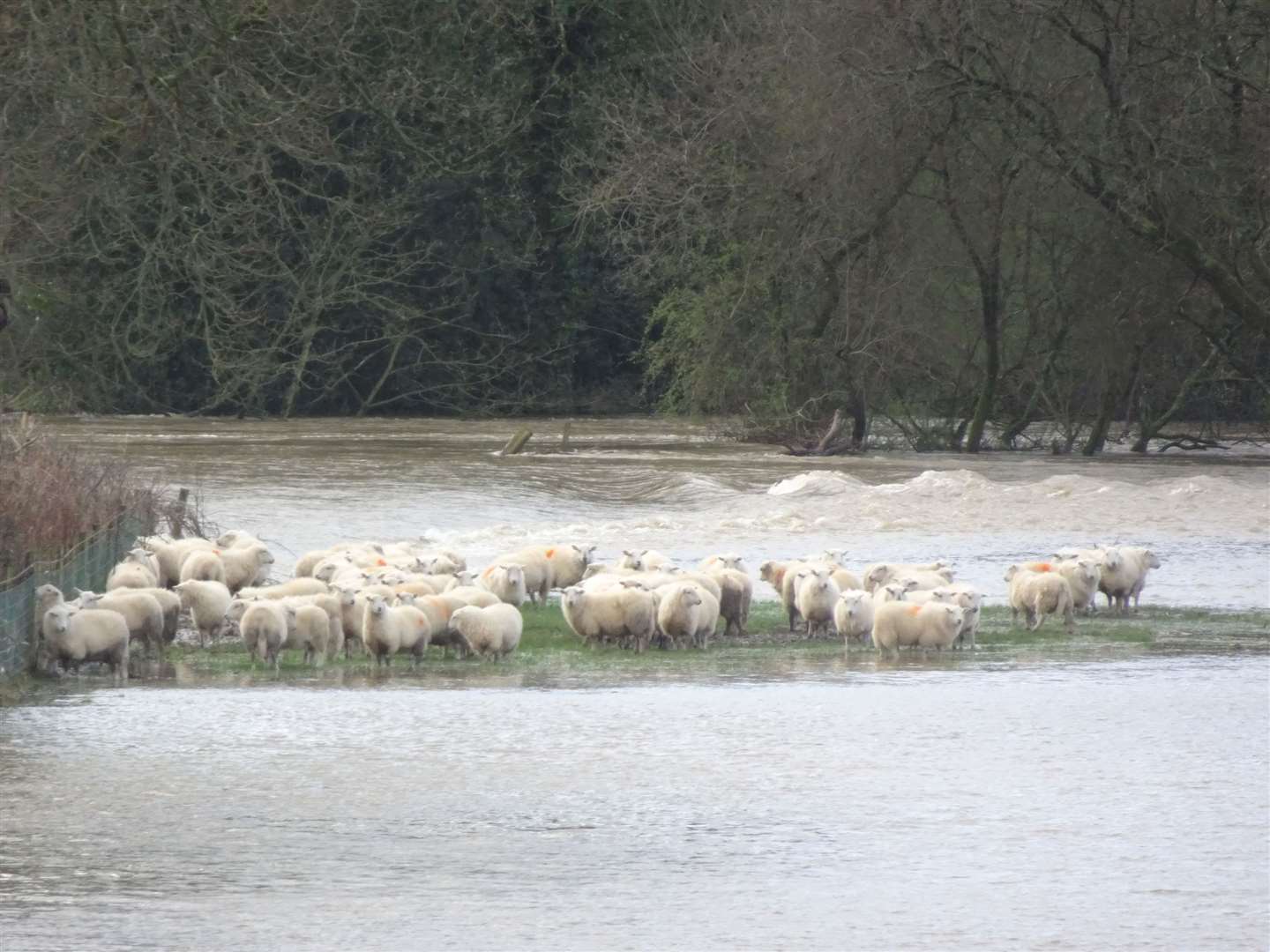 The UK was also hit by Storm Dennis later in the month, leaving sheep stranded by floodwater in Carmarthen (RSPCA/PA)