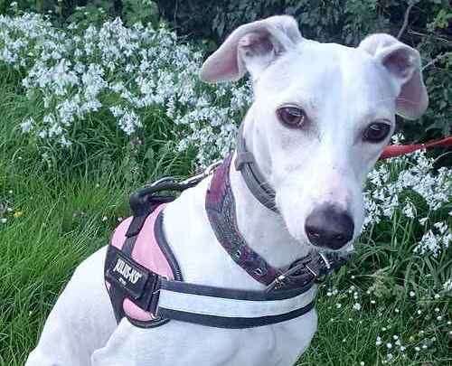 Julie the lurcher. Picture: Last Chance Animal Rescue