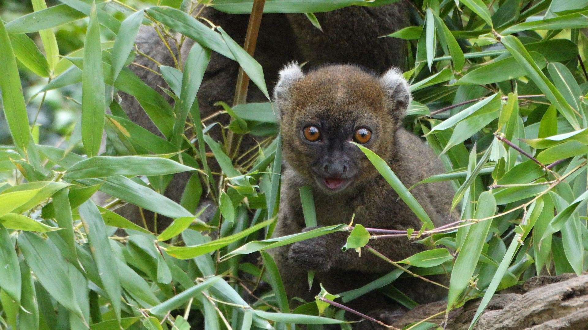 The park is the only zoological collection in the UK and one of two worldwide to have bred the species this year (Cotswold Wildlife Park/PA)