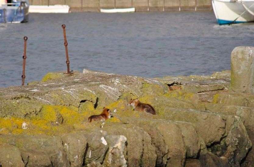 Two foxes were seen sunning themselves in the harbour. Photo: Alan Leigh