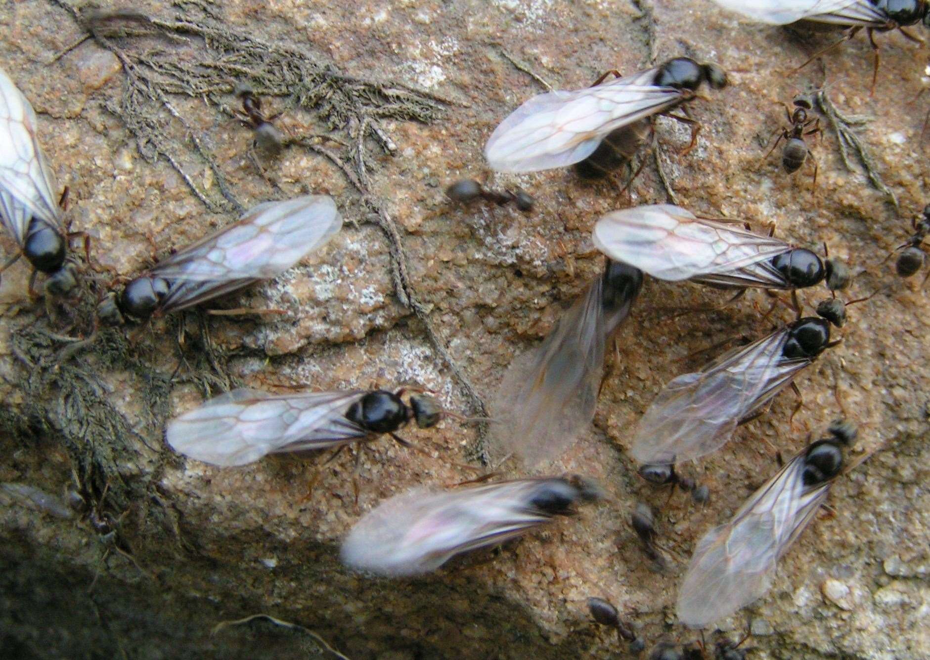 Swarms of flying ants have descended on parts of Kent