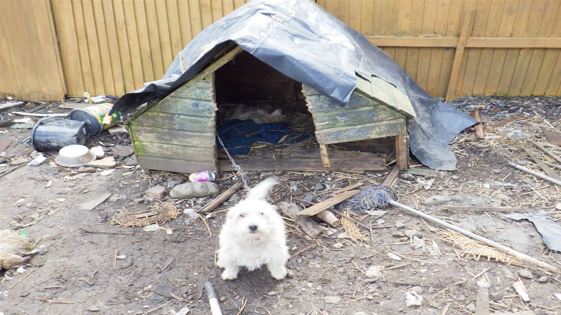 Benji in the squalid garden