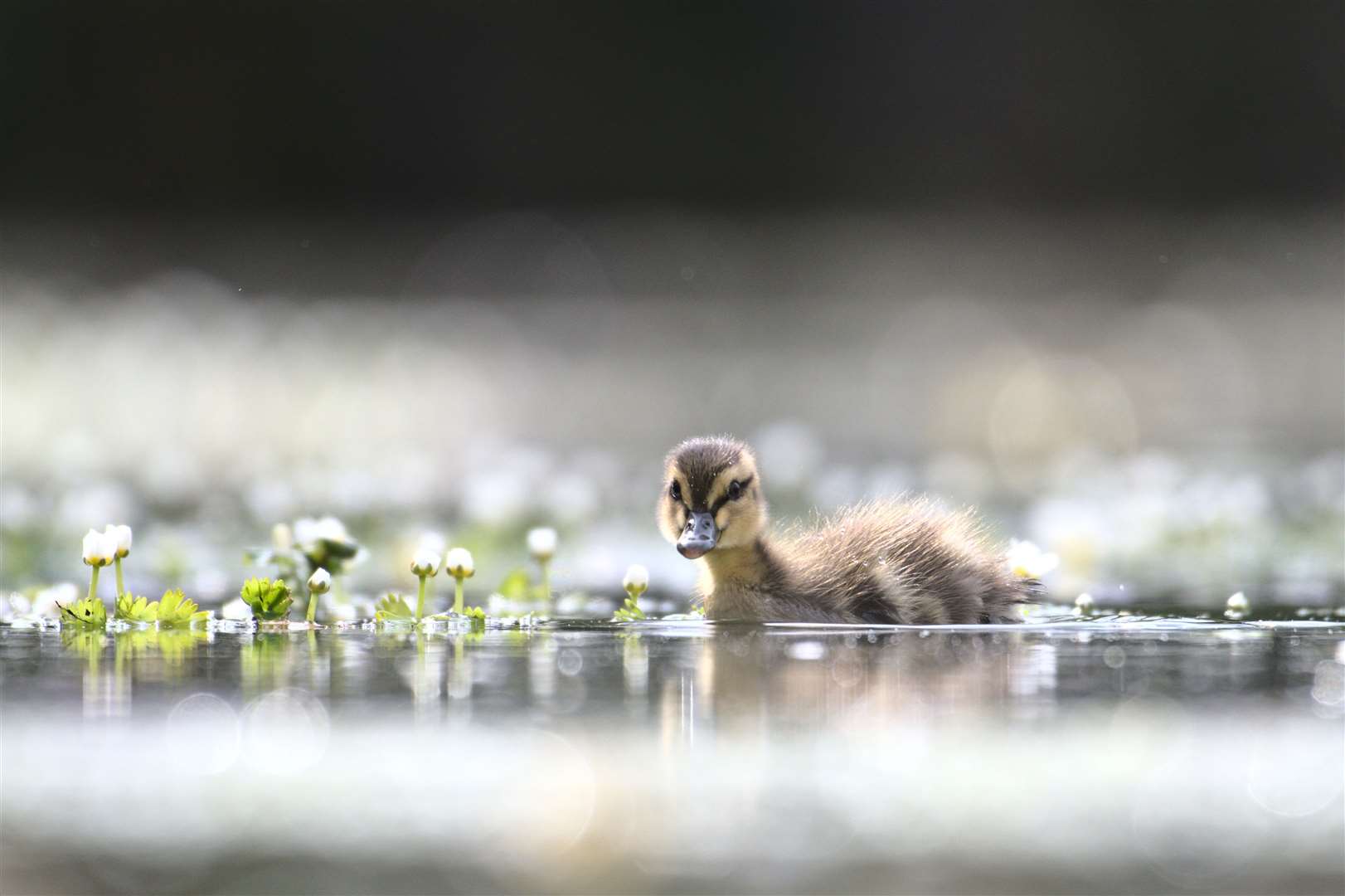 Duckling Amongst The Crowsfoot by David Jeffery won the wildlife category (David Jeffery/South Downs National Park Authority/PA)