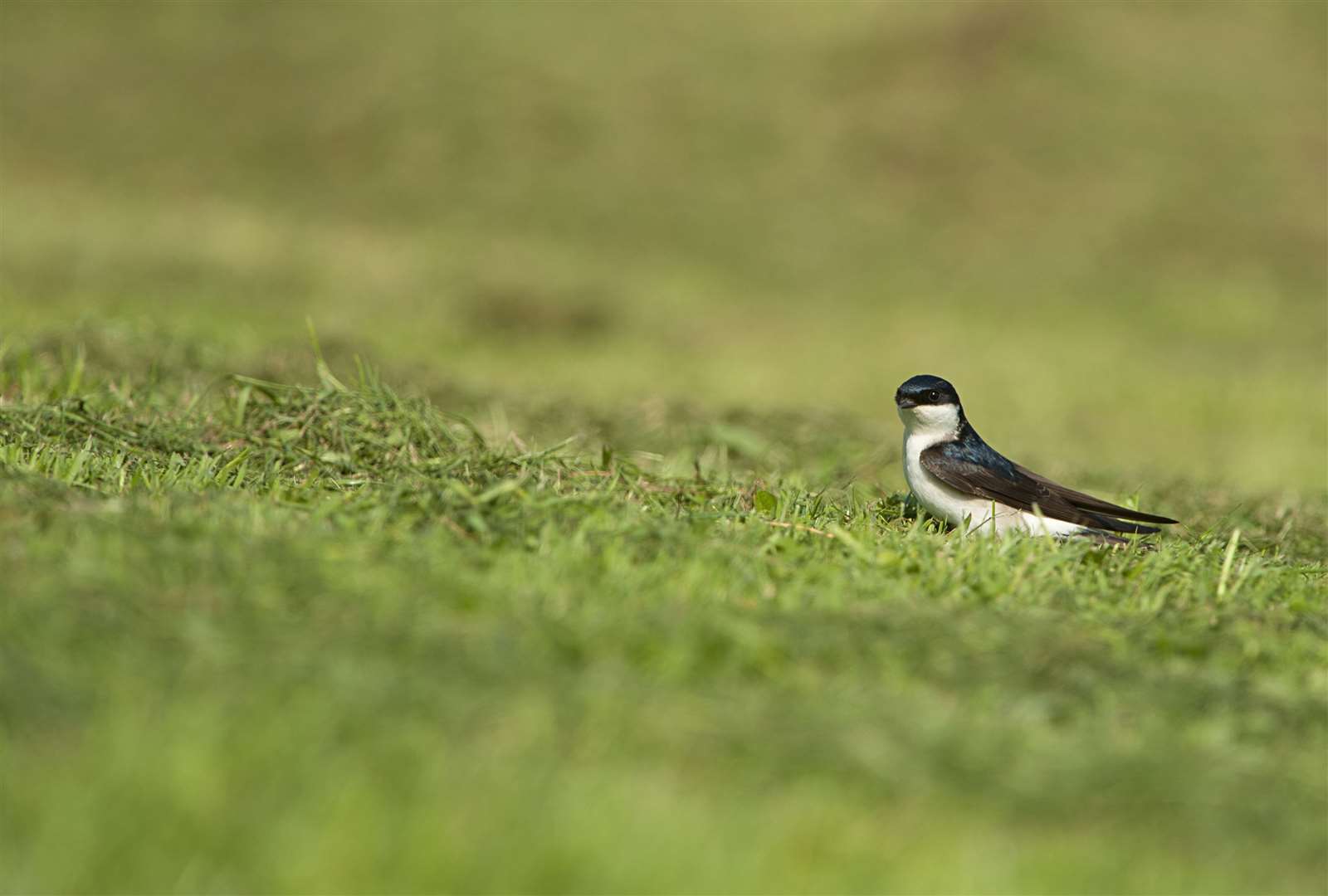 House martins are among those conservationists are worried about. Picture: RSPB.