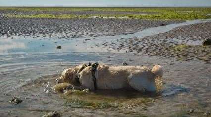 There were 280 calls about animals in the heat in Kent last year