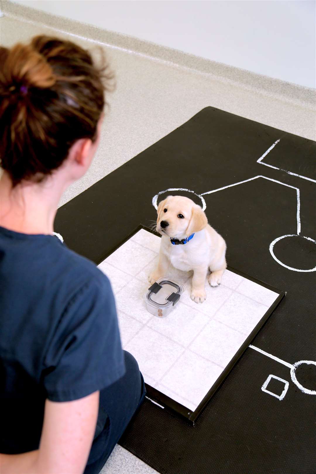 An eight-week-old yellow retriever puppy gazes up at a human (Canine Companions for Independence/PA)