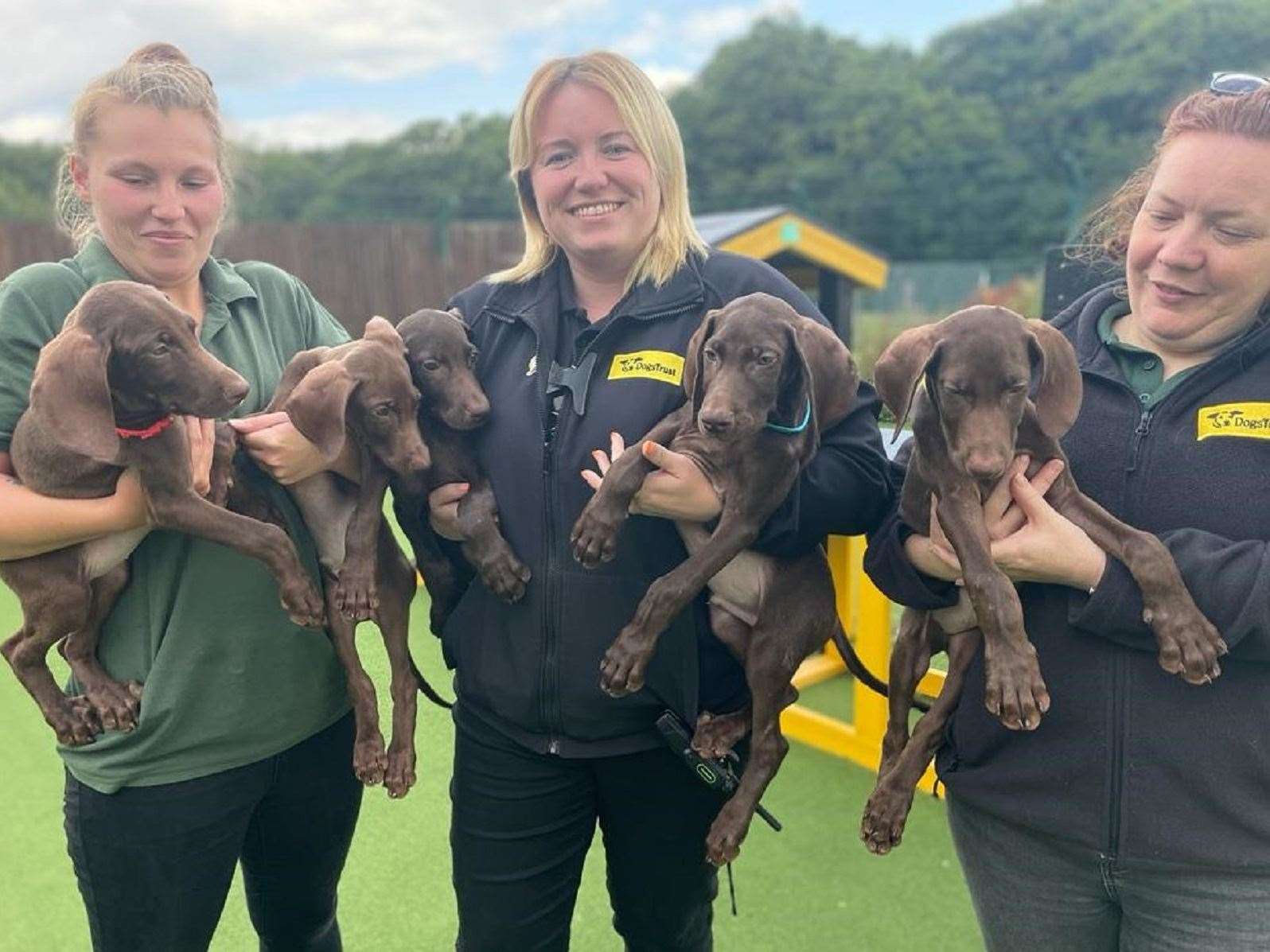 Dobermann Weimaraner crossbreeds arrived at the centre in July. Picture: Dogs Trust