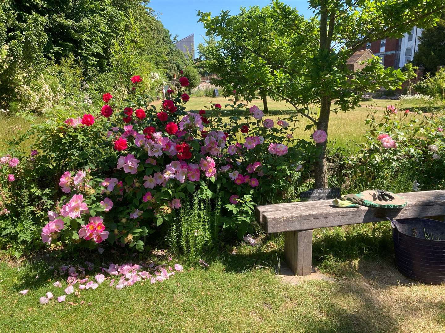 The beautiful Franciscan Gardens in Canterbury will re-open for the summer