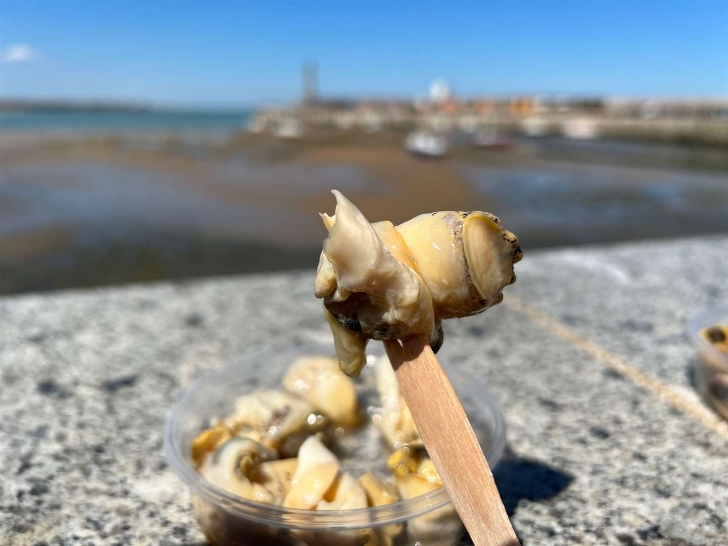 Whelks - they are funny looking fellas, you can't deny it