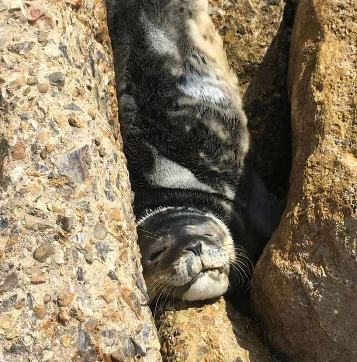 The poor pup was stuck between the rocks. Photo: Heather Dunmall