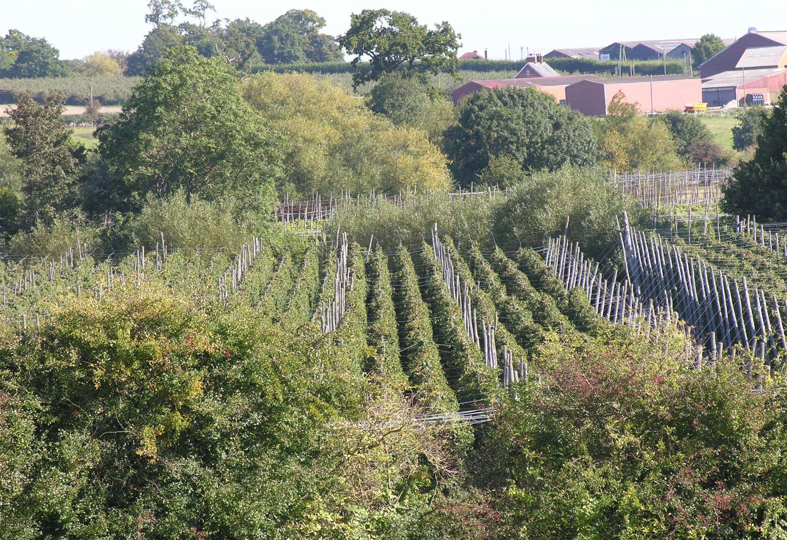 Scotney Castle hops Picture: National Trust