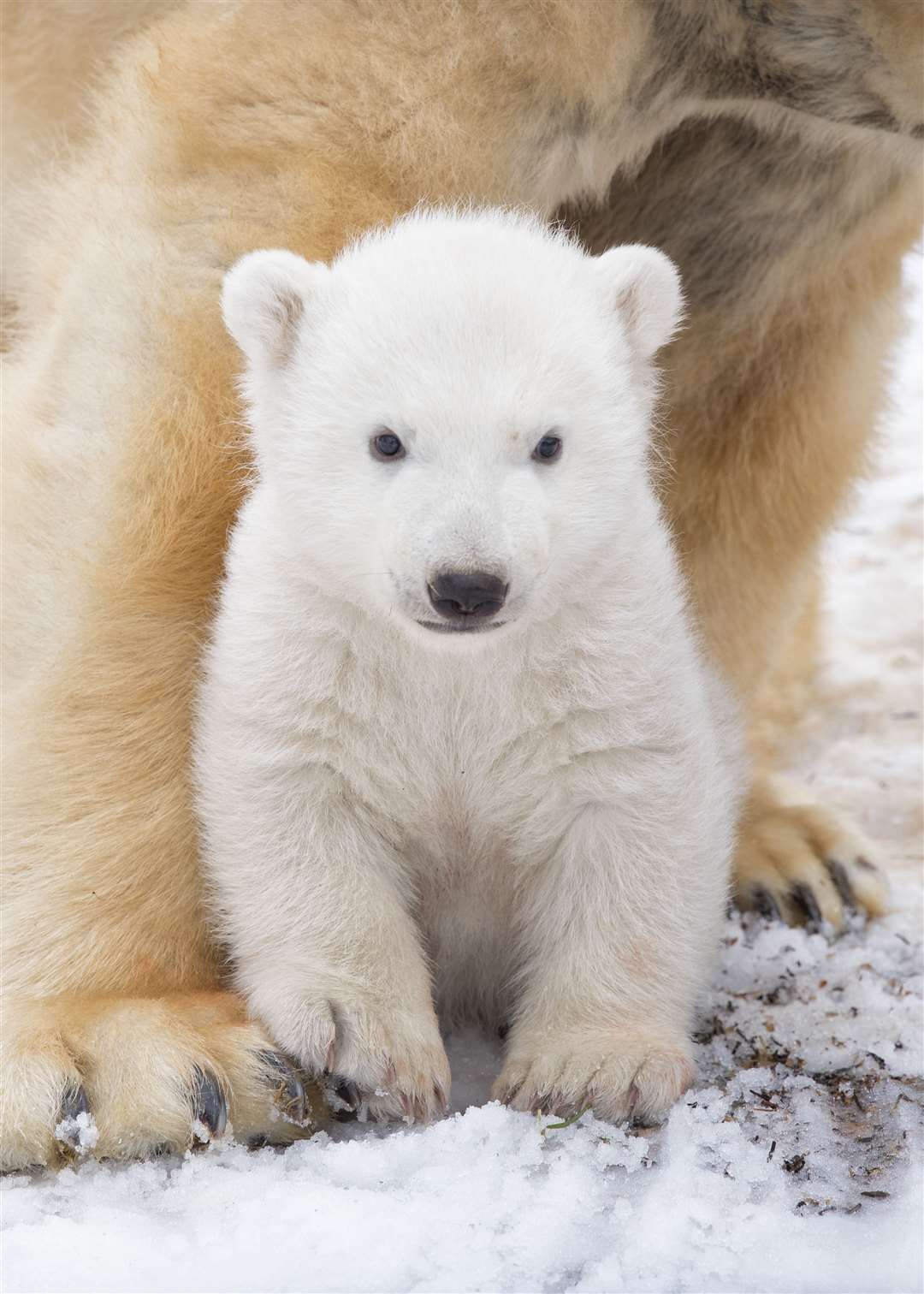 Hamish was born in December 2017 (RZSS/PA)