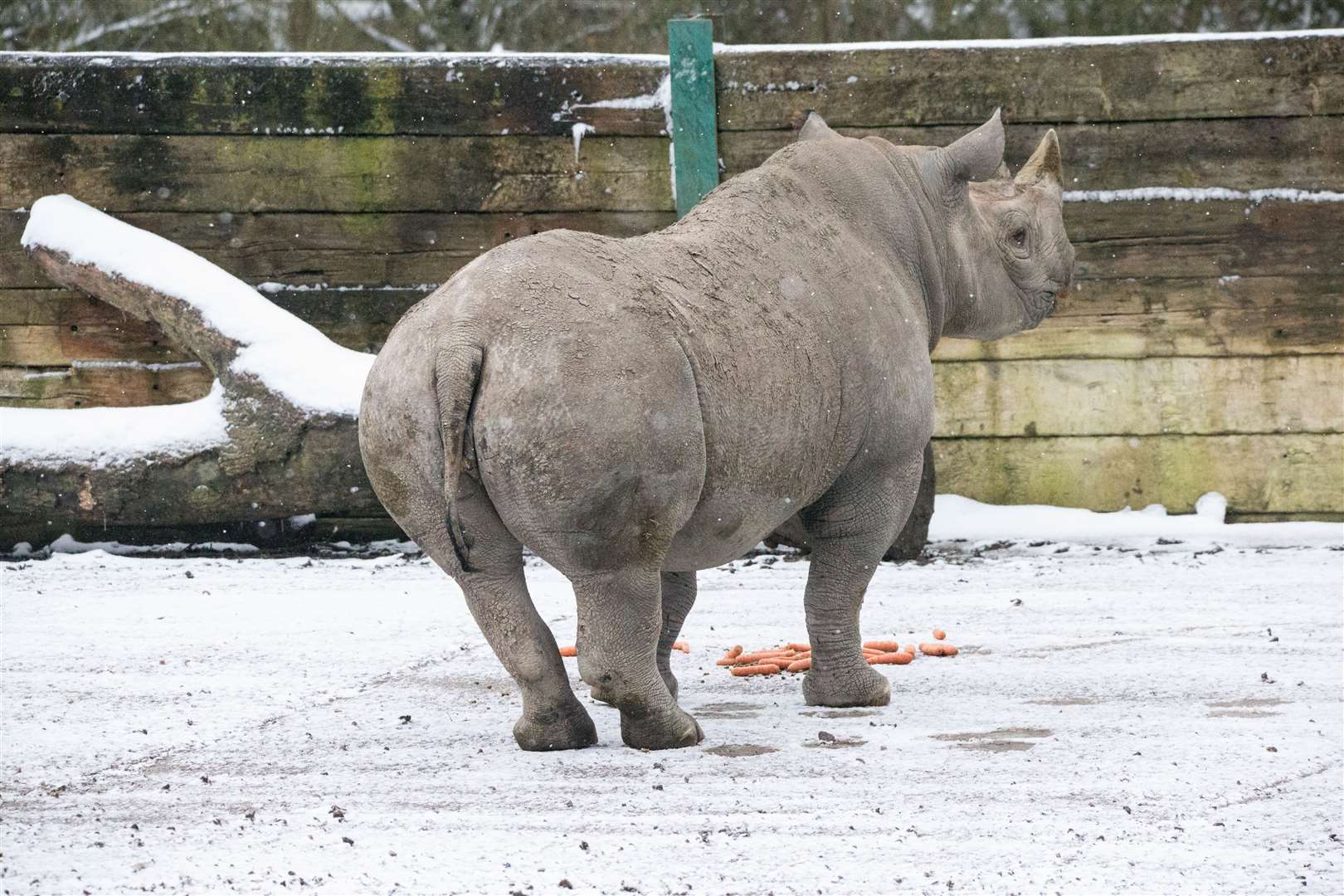 A rhino enjoying the snow at Port Lympne. Pictures: Port Lympne/David Rolfee