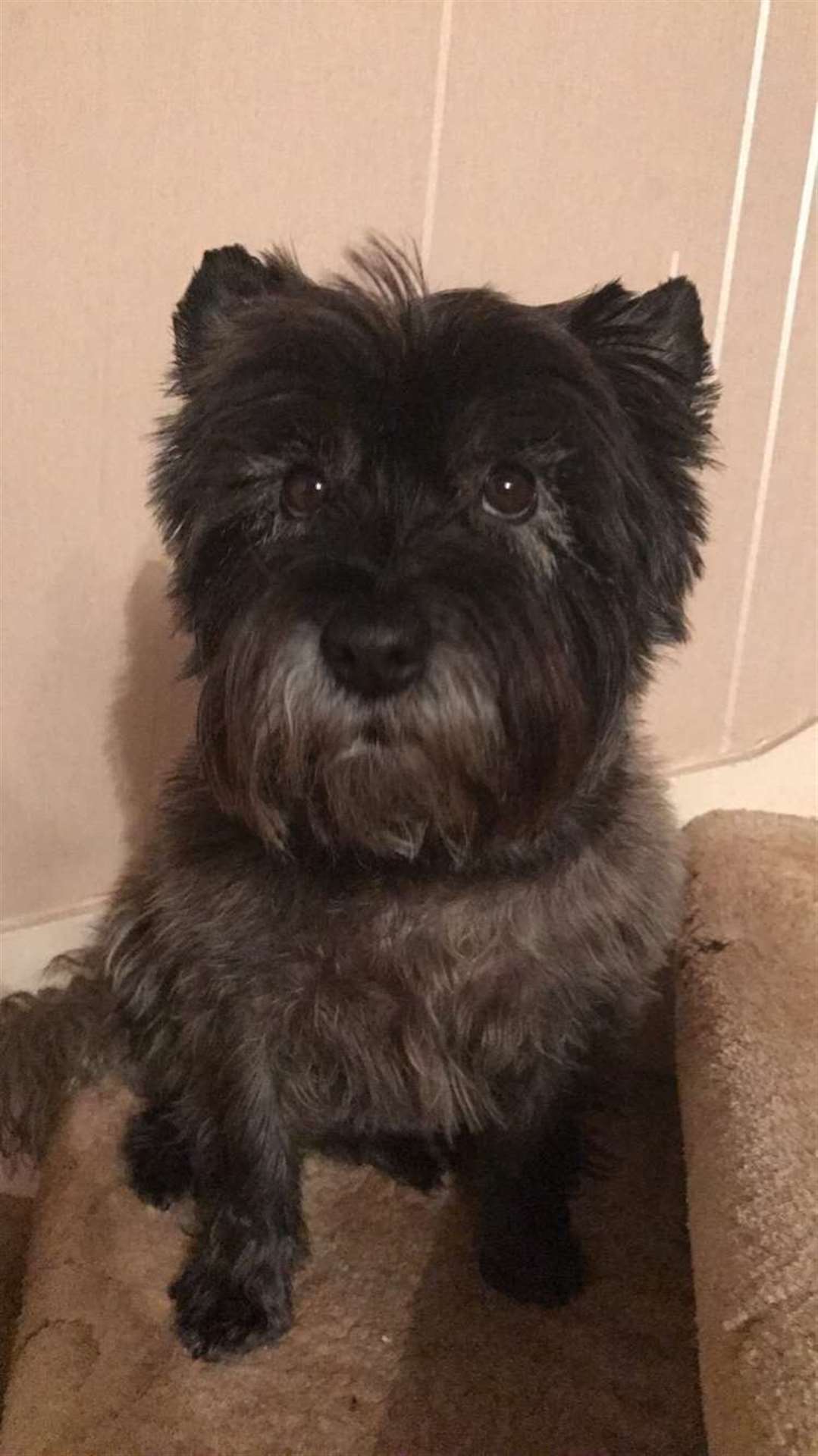 Louie Bob the Cairn Terrier