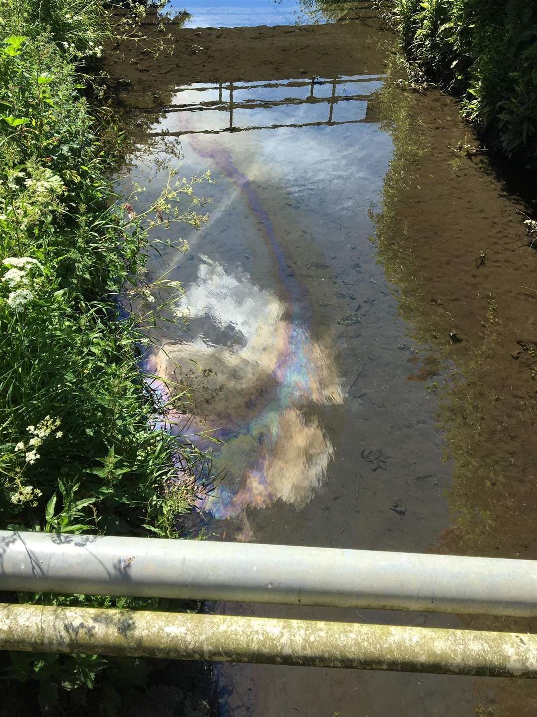 Oil film on water in ditch at Marian Avenue, Minster, Sheppey. Picture: Swampys Wildlife Rescue