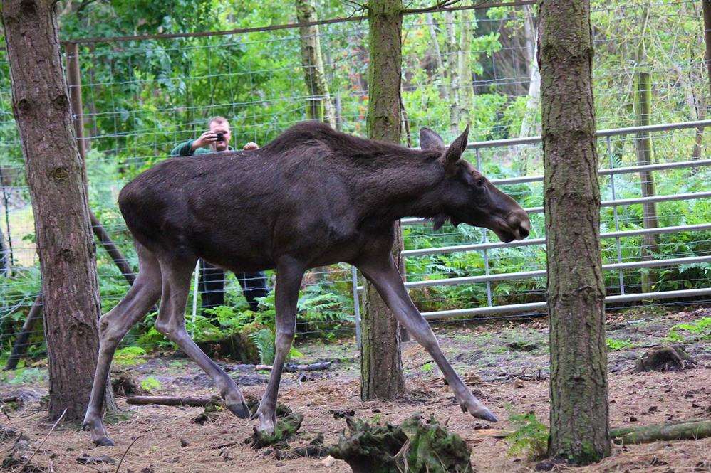 The first of two moose which have been let loose in Wildwood