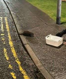 The cubs were found in the street in Inverkeithing, Fife (Scottish SPCA/PA)