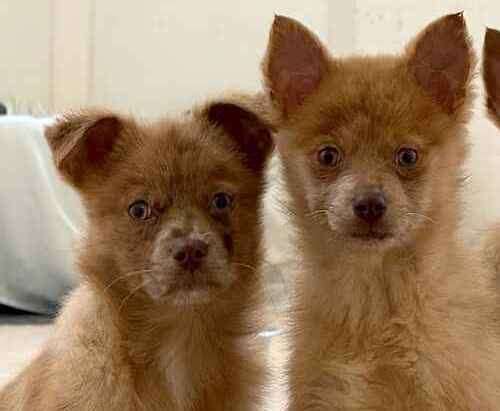 Puppies Chestnut and Cranberry. Picture: Last Chance Animal Rescue