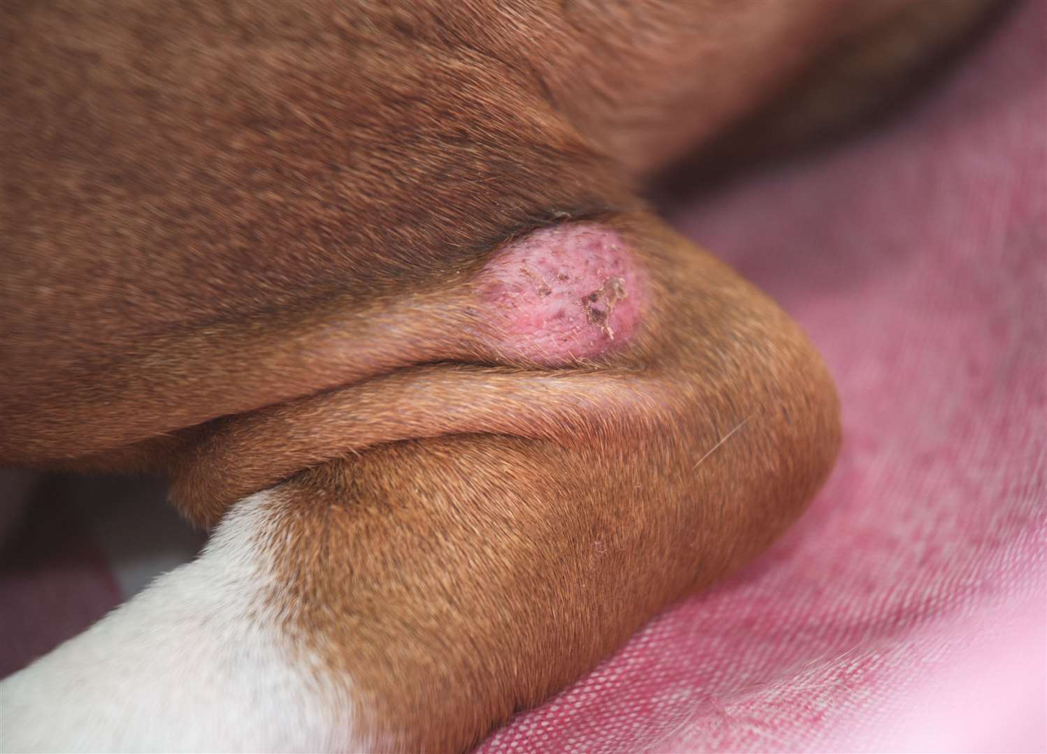 A skin problem on the leg of a bulldog. Photo: istock/marcoventuriniautieri