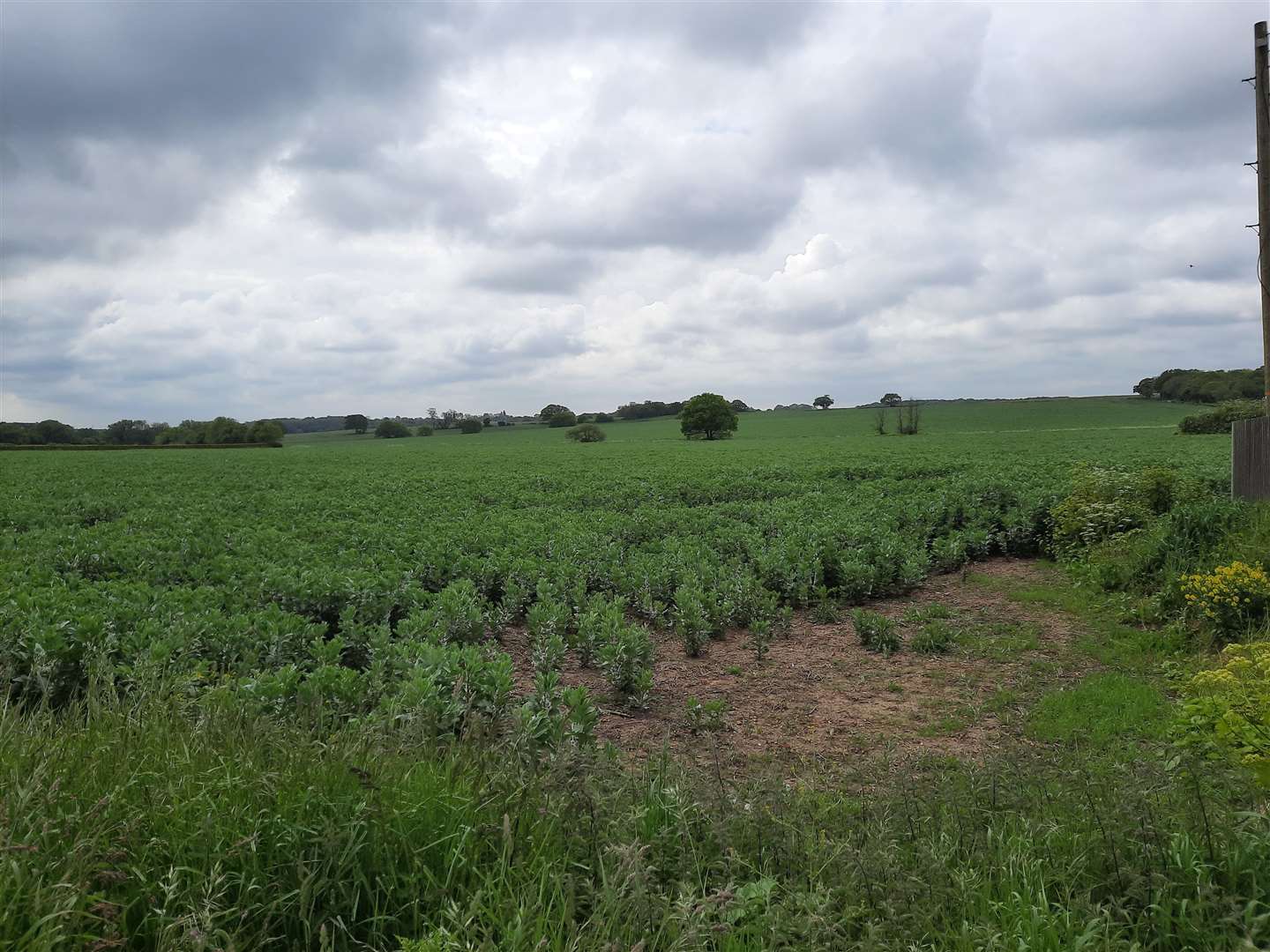 Part of Hawe Farm off Broomfield Road (pictured) has been forward for inclusion in Canterbury City Council's Local Plan