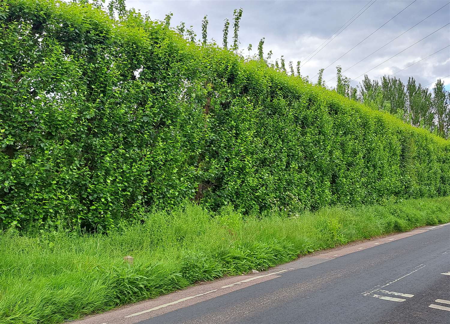 The proposed housing site at Ivy Farm, East Malling, is well screened from the road