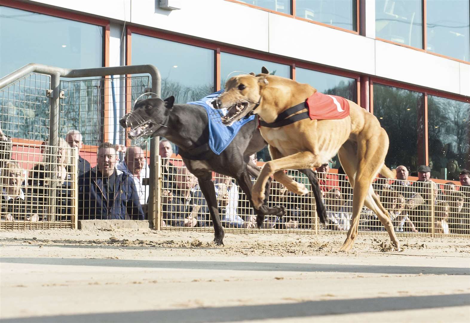 Live greyhound racing is back open for fans at Crayford this week Picture: Steve Nash / Crayford Greyhounds